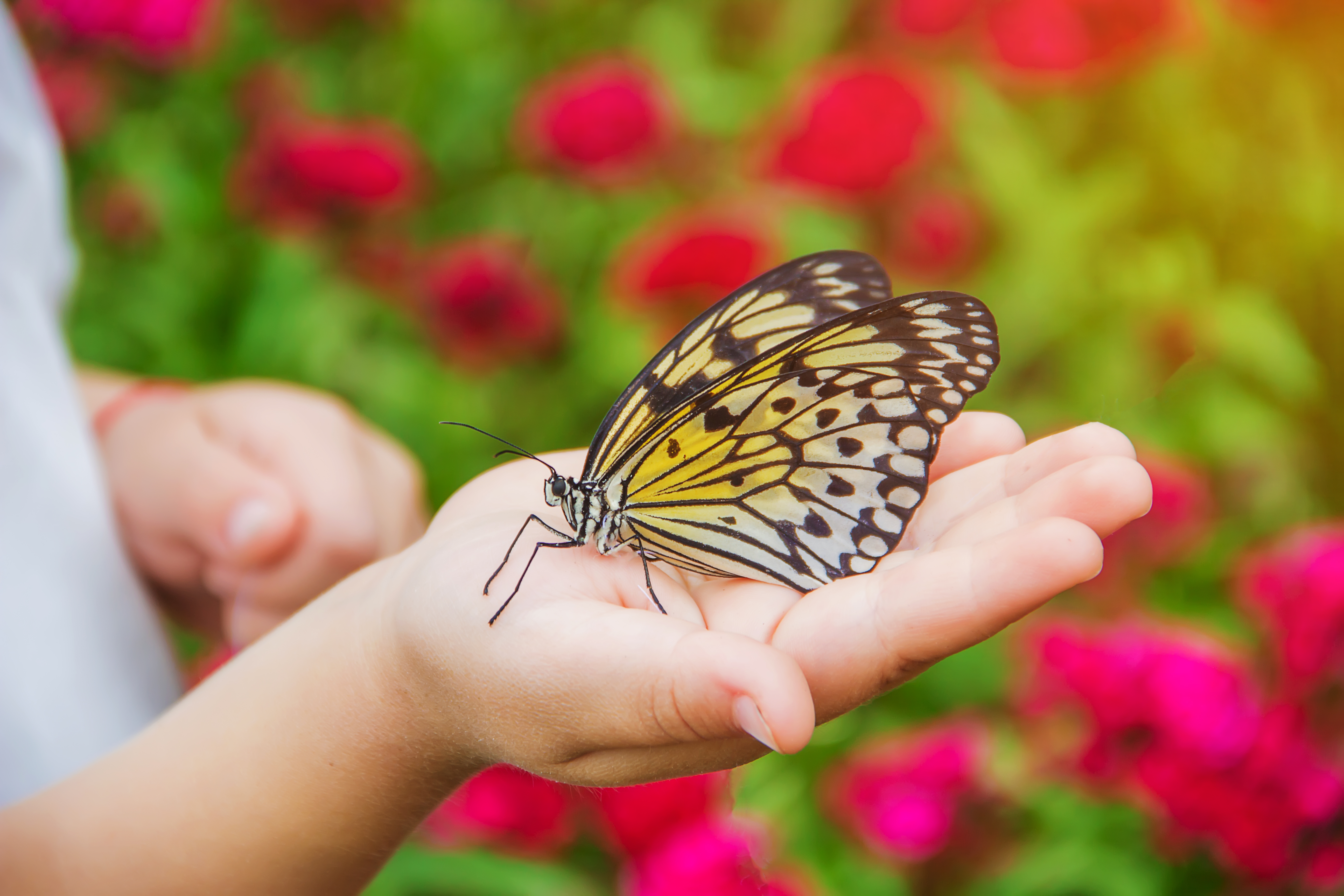child's hand extended, holding butterfly perched