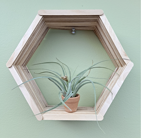 decorative wooden shelf in hex pattern, small succulent plant